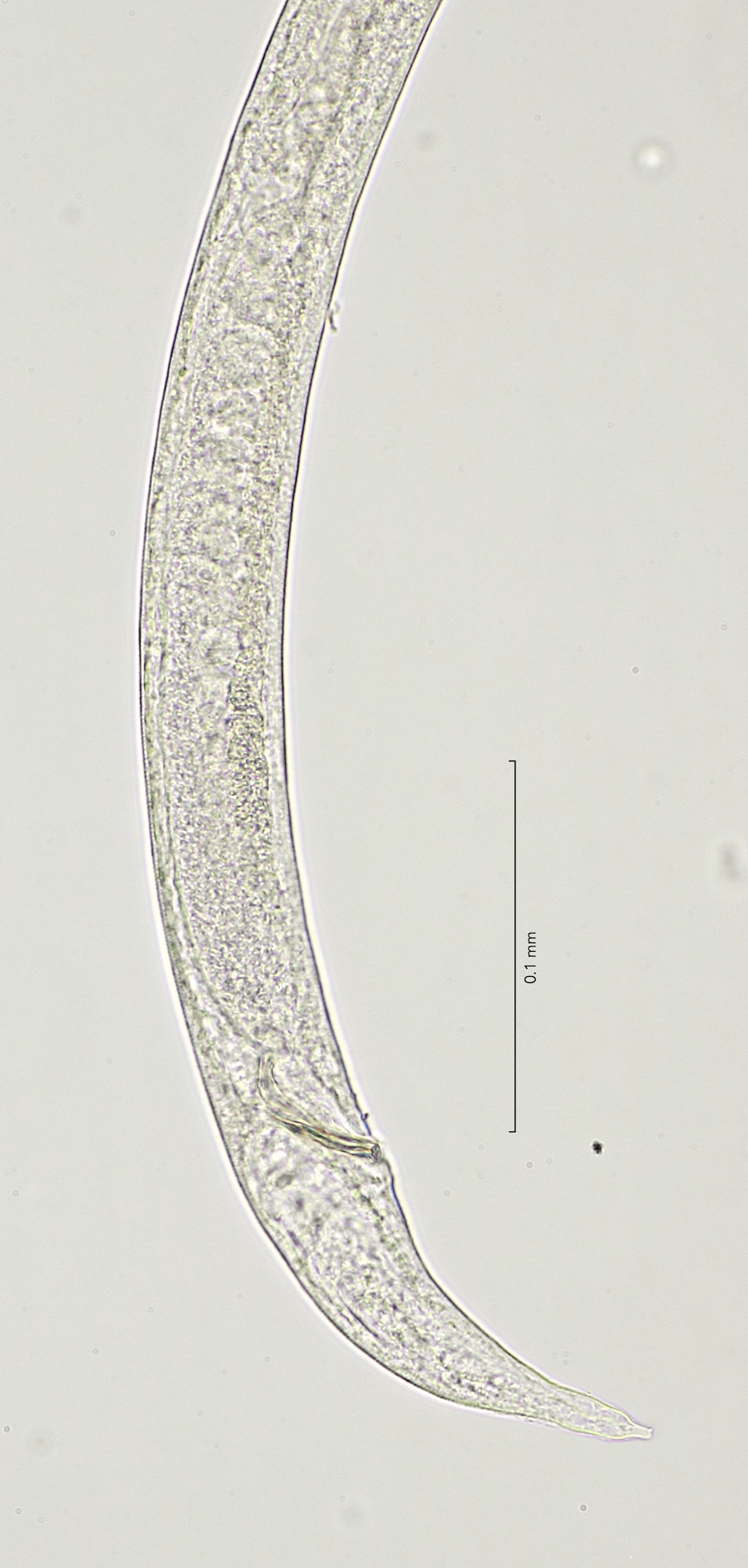 tail region, 40x