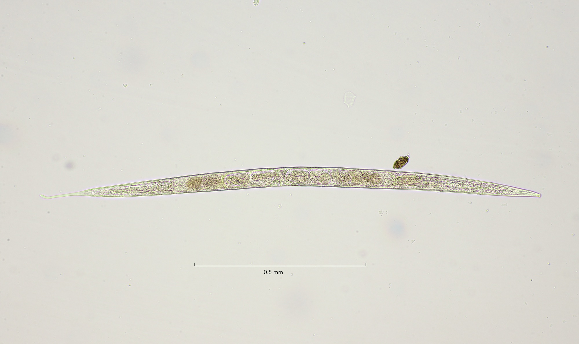 Anoplostoma viviparum, Slikken van Flakkee 9-4-2023 overview 10x