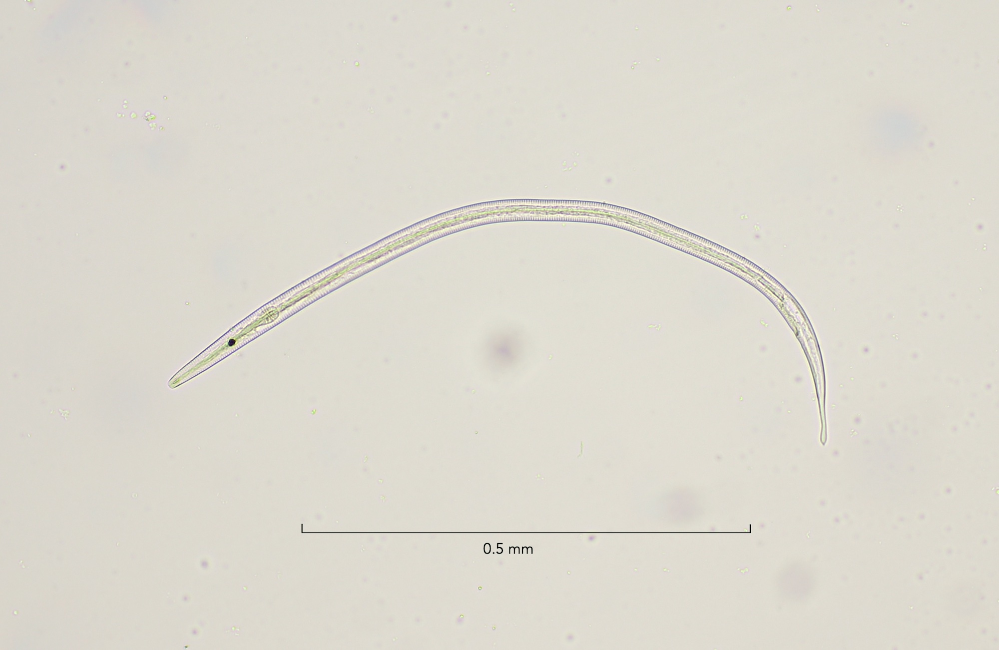 Antomicron elegans, Stellendam 23-1-2022, overview 10x