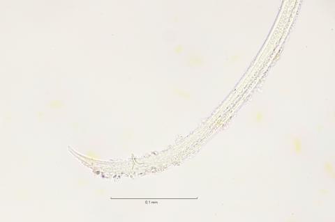 Axonolaimus demani, male tail region, 40x