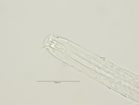 head with left subventral tooth, 100x