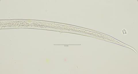  tail region, 40x