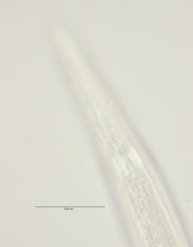 Dichromadora geophila, female lateral field at oesophagus end, 100x