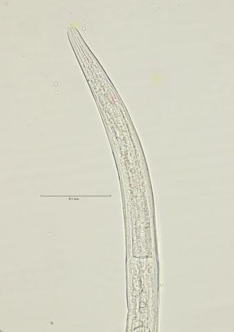 Dichromadora geophila, female head region, 40x