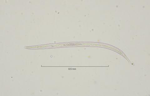 Dichromadora geophila, male 10x