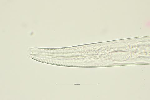 Dichromadora geophila, male head region, 40x