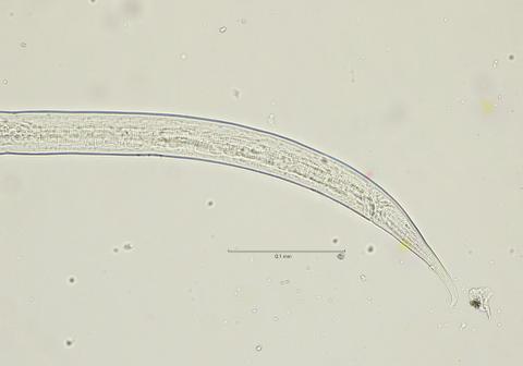 Dichromadora geophila, male tail region, 40x