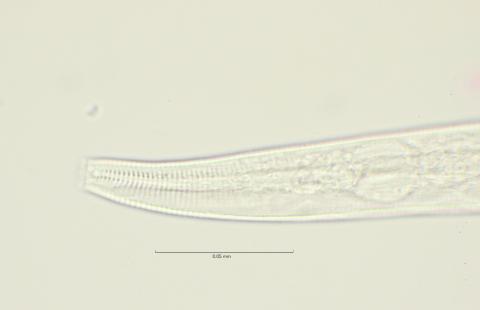 Dichromadora geophila, male, lateral field at head region, 100x