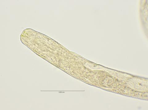 head region w bucal cavity