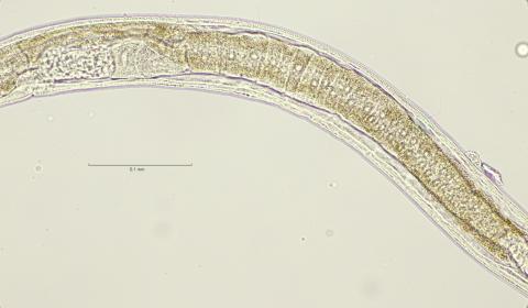 female reproductive organs, 40x