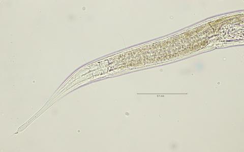 tail region, 40x