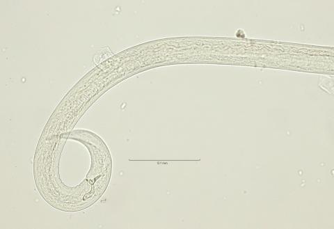 tail region, 40x