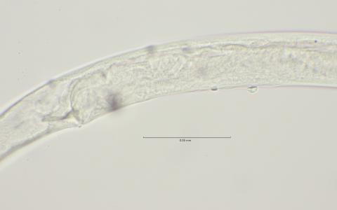 cloaca region with supplements, 100x