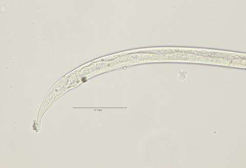 tail region, 40x