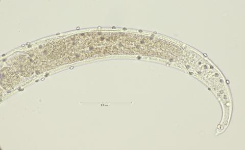 tail region, 40x