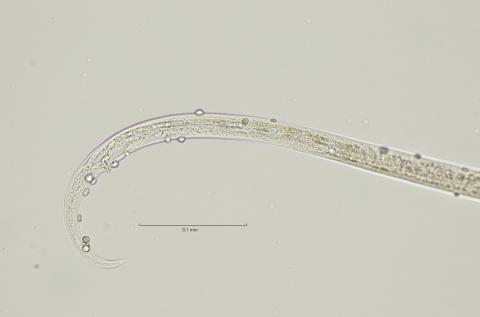 tail region, 40x