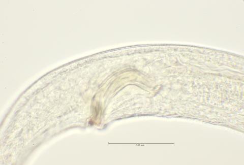 cloaca region with supplements, 100x