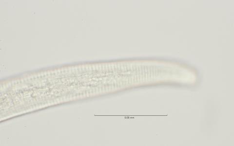 lateral field oesophagus region, 100x