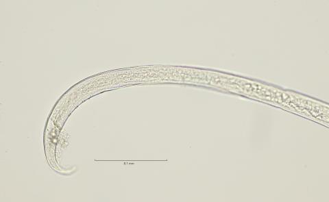 tail region, 40x