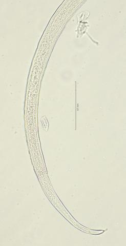 tail region, 40x