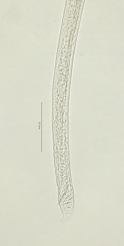 tail region, 40x