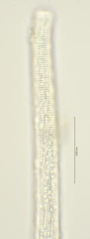 lateral field oesophagus region, 100x