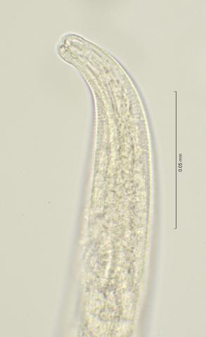 head region, 100x