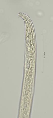 head region, 40x