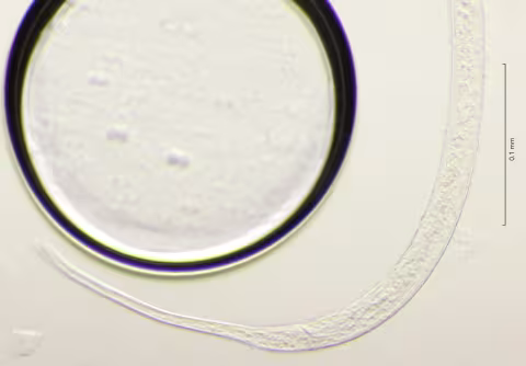 tail region 40x obligue