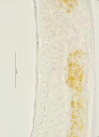 supplements detial 100x