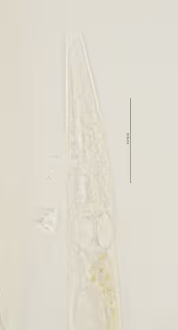 head region w amphid 100x