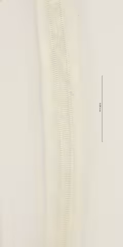 lateral field mid body 100x