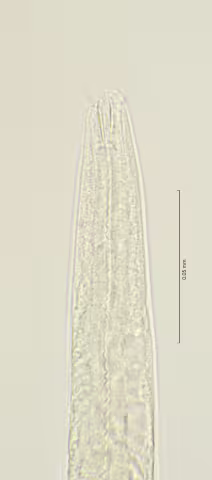 head region 100x w buccal cavity