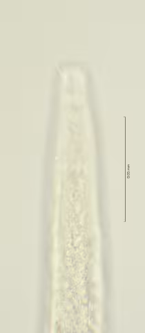 head region 100x w cervical setae