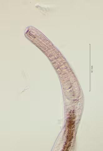 head region 40x obligue