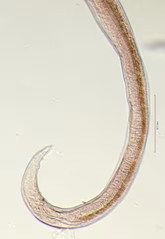 tail region 40x obligue