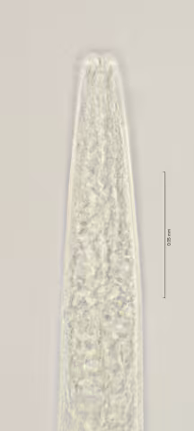 head region w amphid 100x