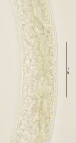 minute precloacal papillae 100x