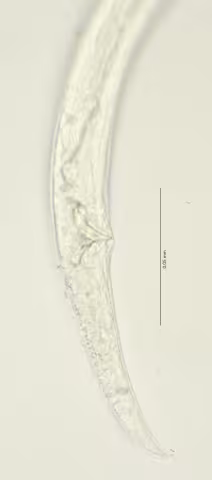 tail region 100x stack