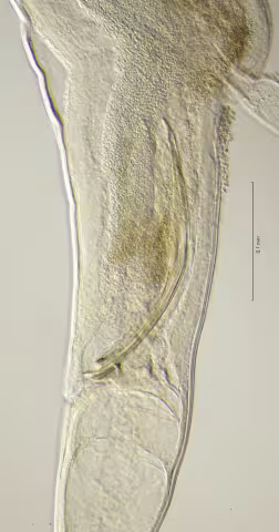 cloaca region 40x obligue
