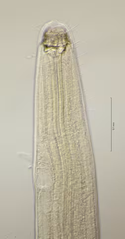 head region 40x obligue