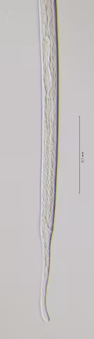 tail region 40x obligue