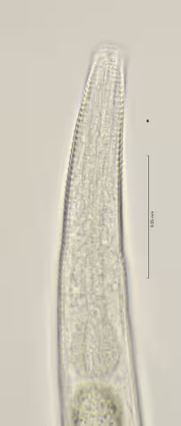 head region w amphid 100x