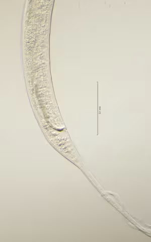 tail region 40x obligue