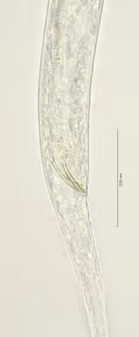 cloaca region 100x stack