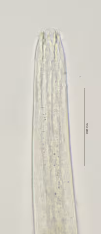 head region 100x stack