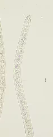 head region 40x stack