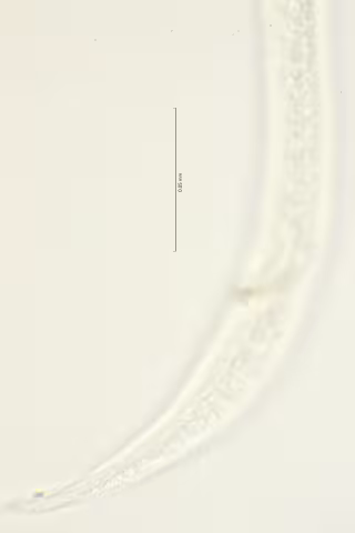 lateral field cloaca region 100x