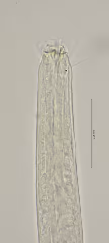 head region w labial seta 100x