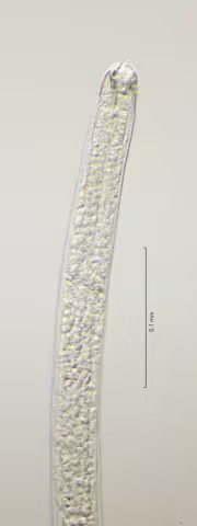 head region, 40x, obligue lighting